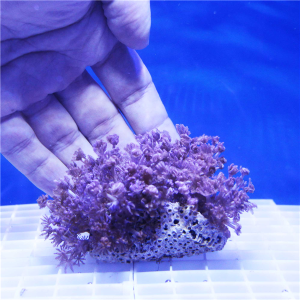 Large Pulsing Xenia Coral Colony | SOFT CORAL COLONIES | Corals Online