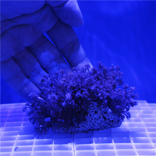 Large Pulsing Xenia Coral Colony SOFT CORAL COLONIES Corals Online