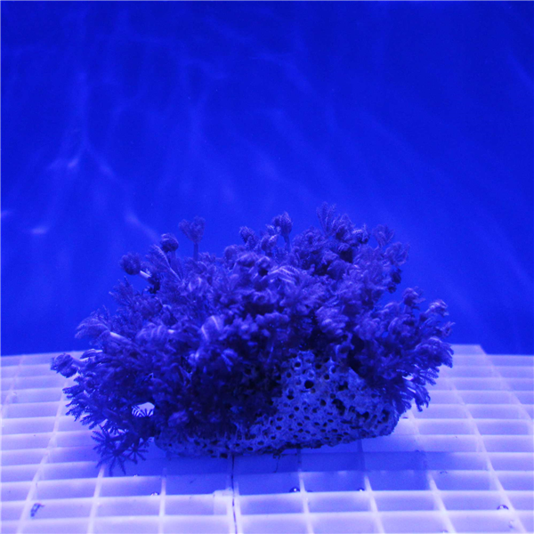 Large Pulsing Xenia Coral Colony SOFT CORAL COLONIES Corals Online