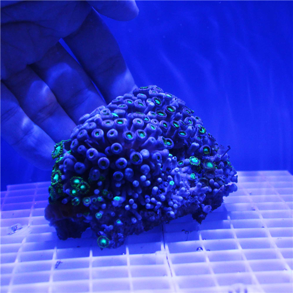 Bright Green Zoanthid Coral Colony ZOANTHIDS Corals Online