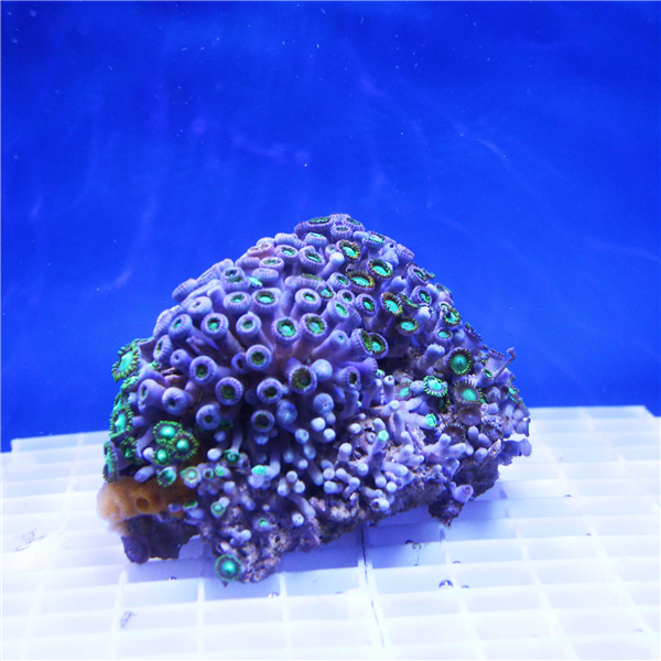 Bright Green Zoanthid Coral Colony ZOANTHIDS Corals Online