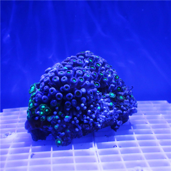 Bright Green Zoanthid Coral Colony ZOANTHIDS Corals Online