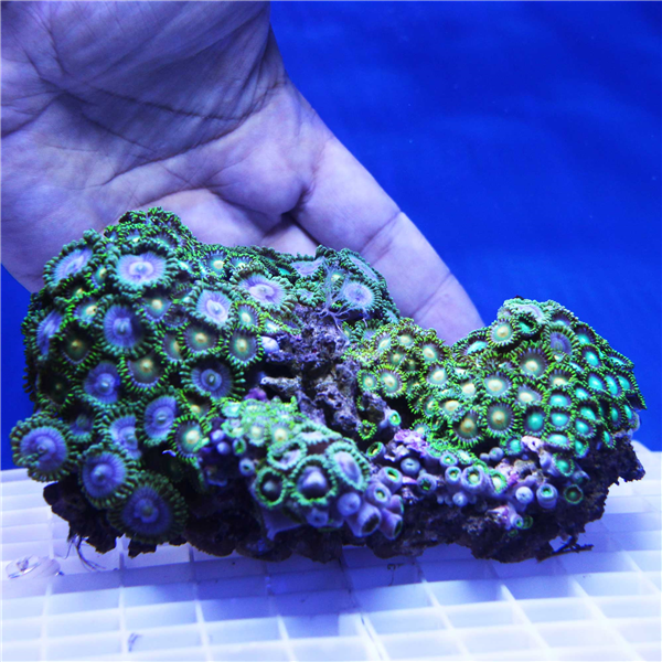 Large Rare Zoanthid Coral Colony ZOANTHIDS Corals Online