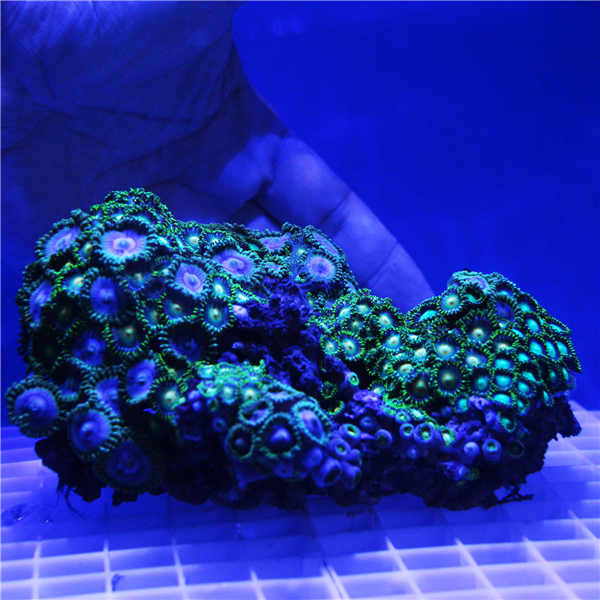 Large Rare Zoanthid Coral Colony ZOANTHIDS Corals Online