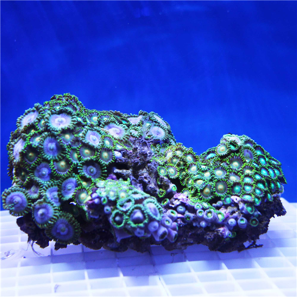 Large Rare Zoanthid Coral Colony ZOANTHIDS Corals Online