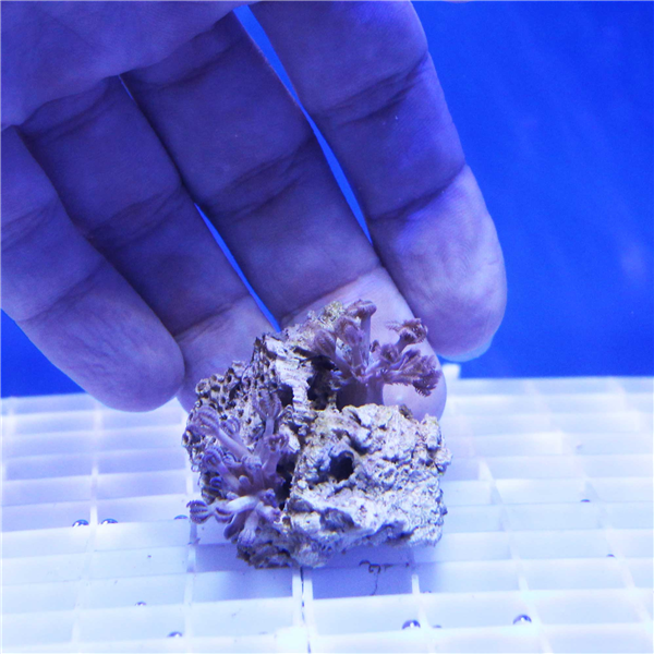 Blue Pulsing Xenia Coral Frag SOFT CORAL FRAGS Corals Online