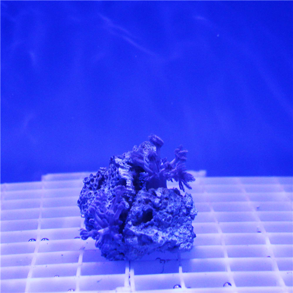 Blue Pulsing Xenia Coral Frag SOFT CORAL FRAGS Corals Online