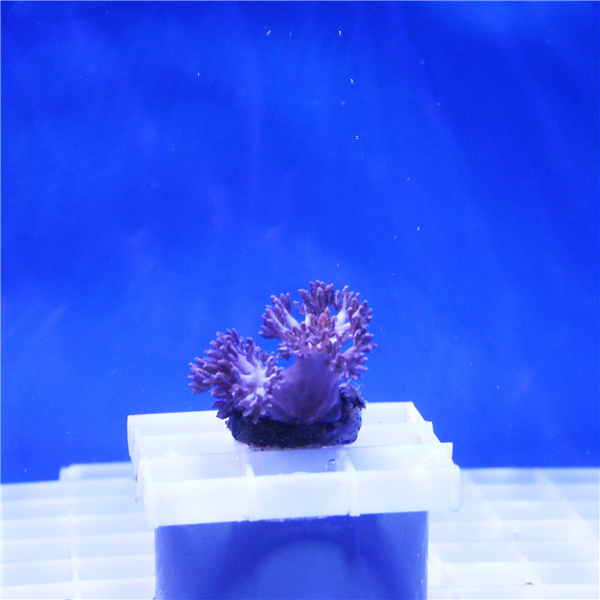 Pulsing Xenia Soft Coral Frag SOFT CORAL FRAGS Corals Online