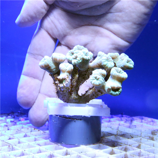 Green Caulastrea Curvata Trumpet coral colony