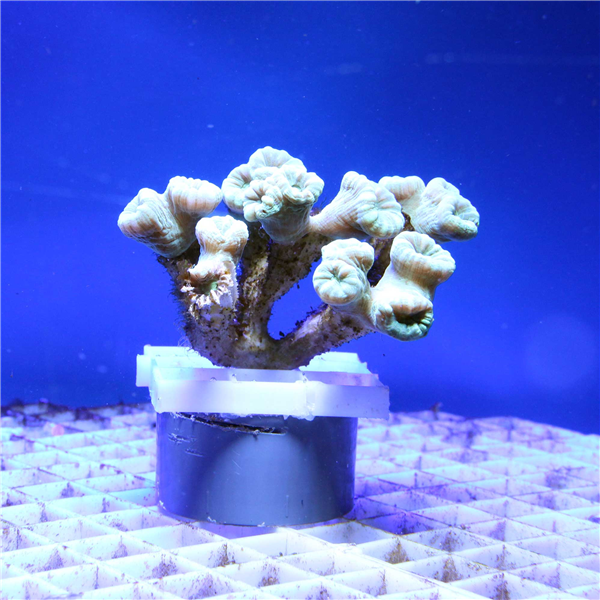 Green Caulastrea Curvata Trumpet coral colony