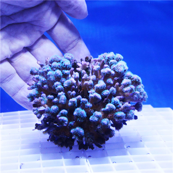 Large Purple Pocillopora Coral Colony
