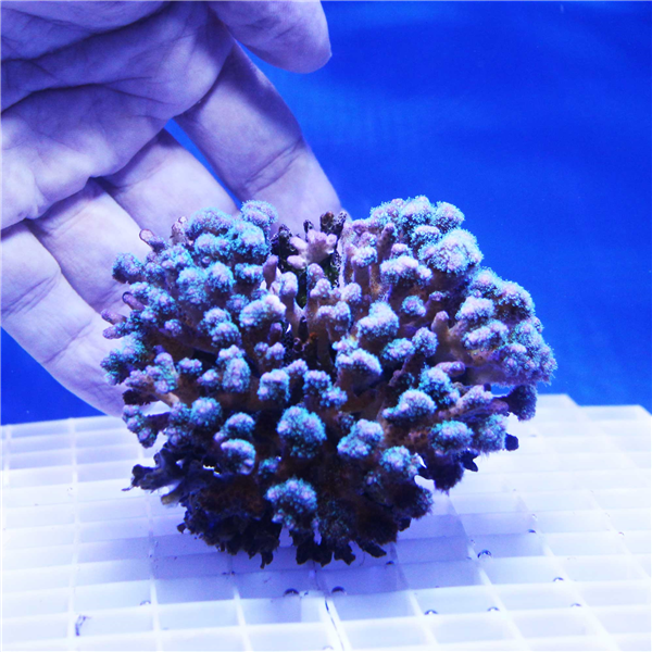 Large Purple Pocillopora Coral Colony SPS CORAL COLONIES Corals Online