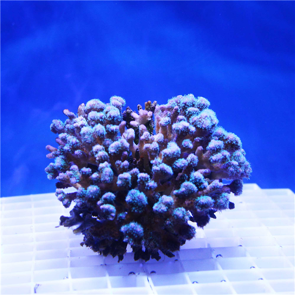 Large Purple Pocillopora Coral Colony