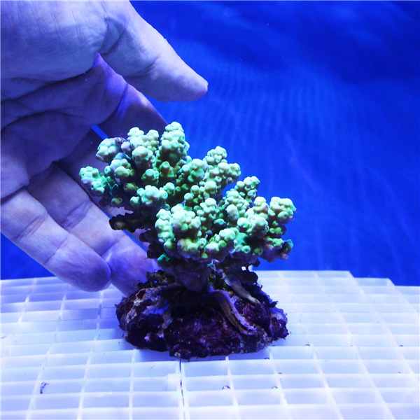 Bright Green Acropora Coral Colony