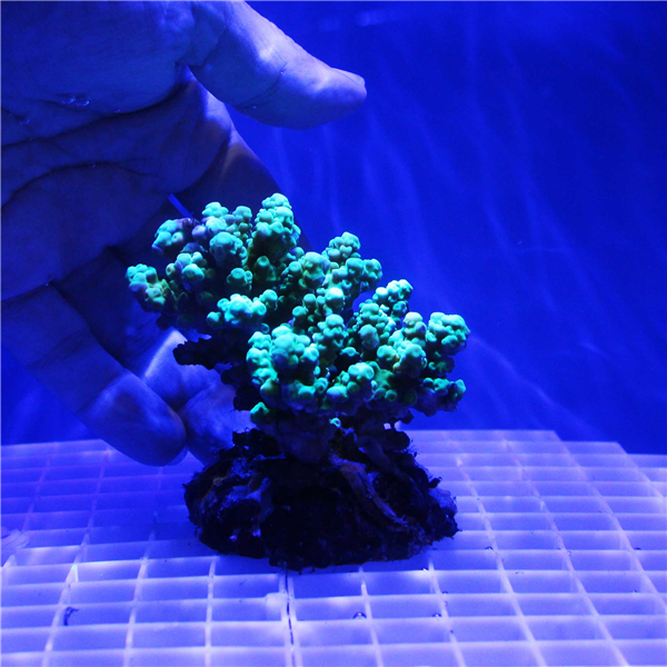 Bright Green Acropora Coral Colony