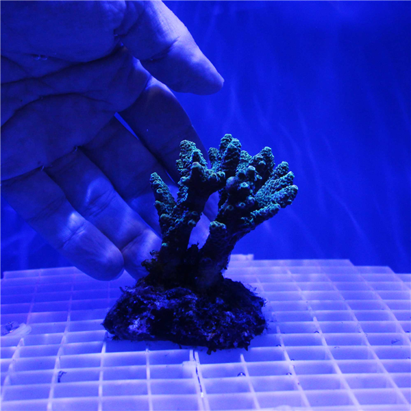 Green Millepora Acropora Coral Colony