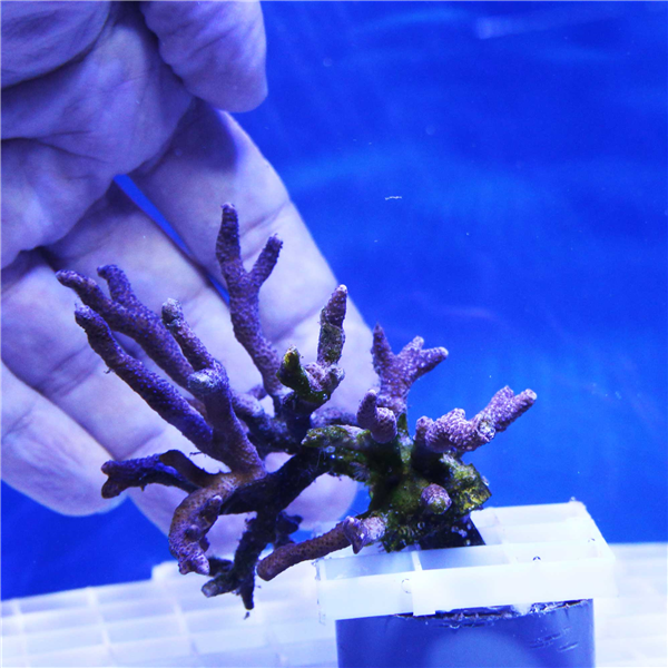 Purple Branching Montipora Frag
