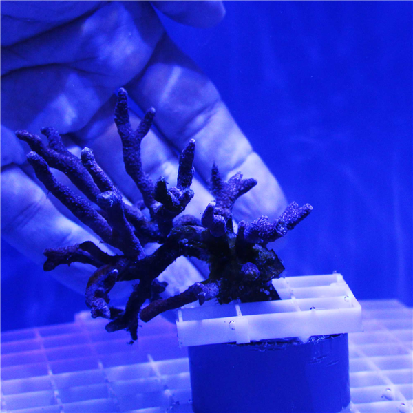 Purple Branching Montipora Frag