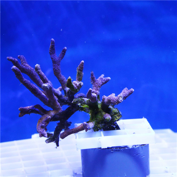 Purple Branching Montipora Frag