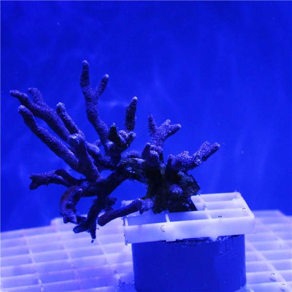 Purple Branching Montipora Frag
