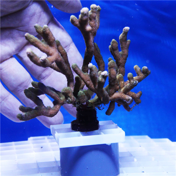 Green Branching Montipora Coral Frag