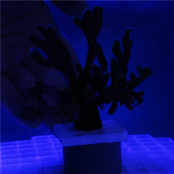 Green Branching Montipora Coral Frag