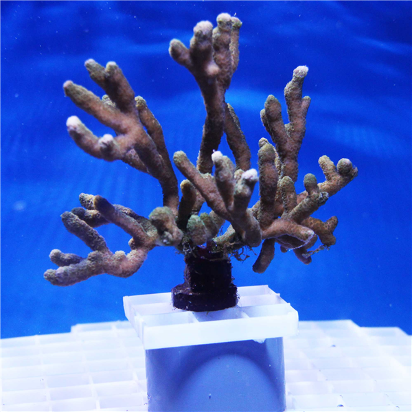 Green Branching Montipora Coral Frag