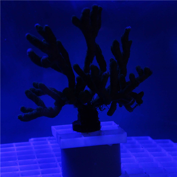 Green Branching Montipora Coral Frag